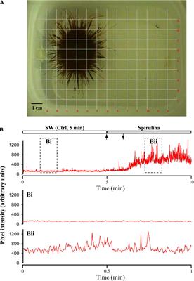 Chemosensitivity in the Sea Urchin Paracentrotus lividus (Echinodermata: Echinoidea) to Food-Related Compounds: An Innovative Behavioral Bioassay